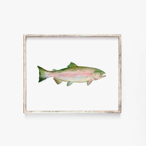Pink Salmon Watercolor Watercolor Print - Fishing Art - Fisherman Painting Unframed