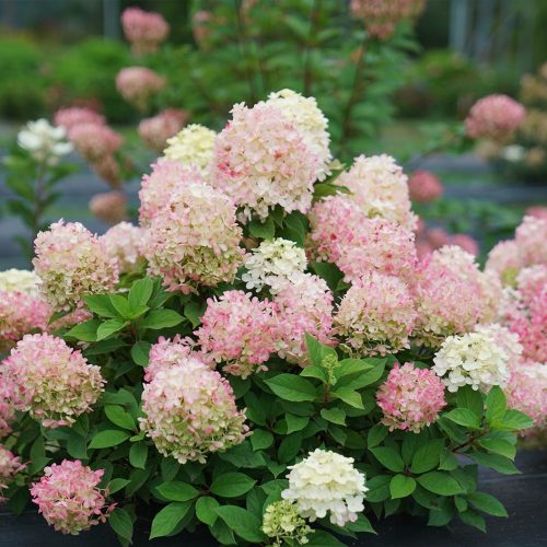Fire Light Tidbit® Hydrangeas for Sale | FastGrowingTrees.com