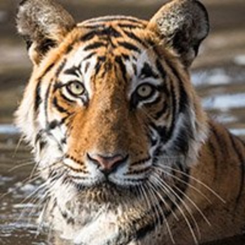 Adopt a Tiger | Symbolic Adoptions from WWF