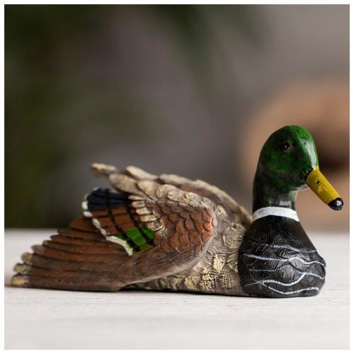 Mallard Duck