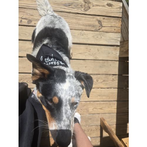 Dog Training Fund