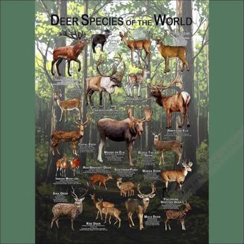 cervidae poster - Google Search