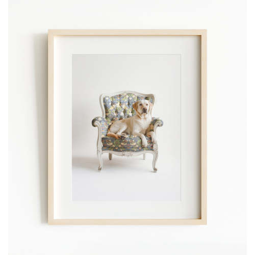 Labrador Retriever Dog on Chair (8x10)