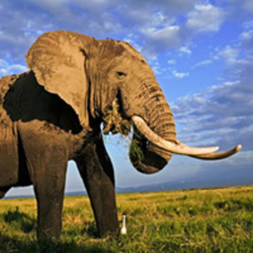Adopt an African Elephant | Symbolic Adoptions from WWF