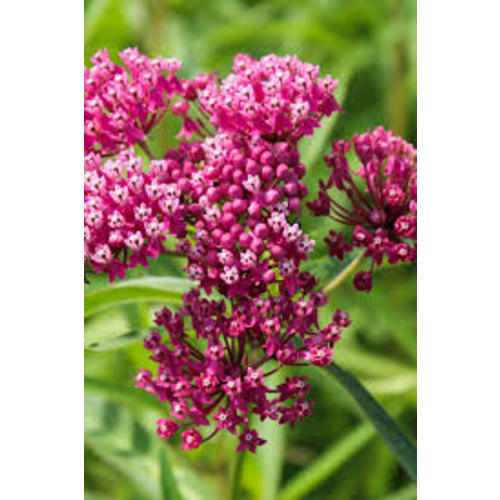 Milkweed Plants for Sale $8.99 | Buy 1 Get 1 Free – TN Nursery https://share.google/tdK5EgyC5kB5UzQBL - Google Search