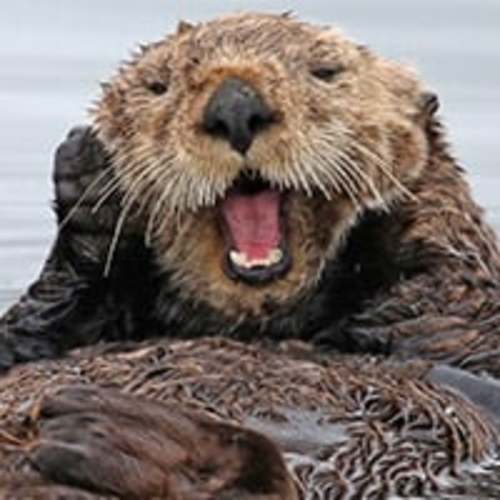 Adopt a Sea Otter | Symbolic Adoptions from WWF