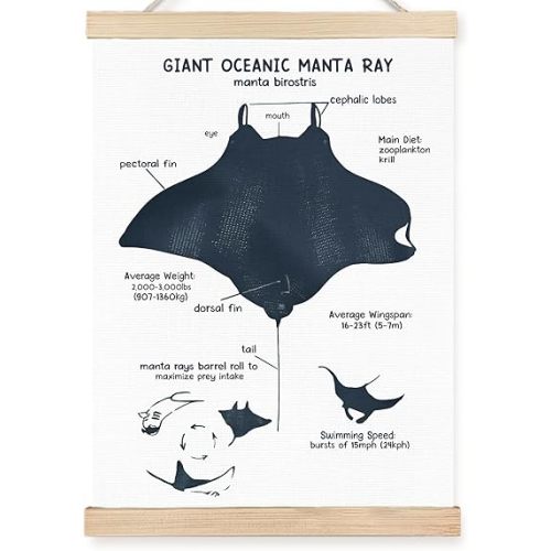 FDHSPAAM Ocean Manta Ray Anatomy Wall Art Decor, Coastal Beach Room Decor, Coastal Beach Marine Life Educational Wall Art Posters for Boys Kids Room Classroom Home Decor, 12x16 Inch