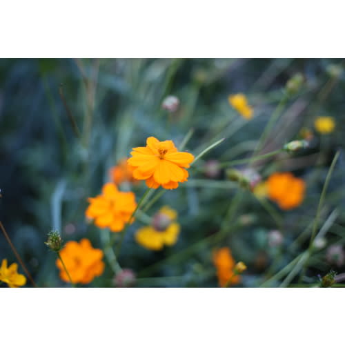 $5000 Support for Homebirth