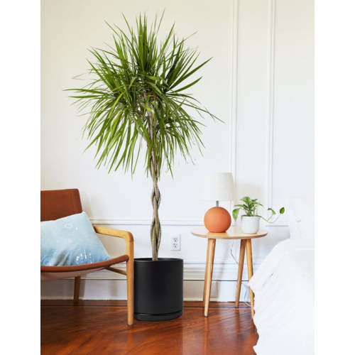 Money Tree Plant | Tropical Indoor Plants & Houseplants for Delivery | The Sill