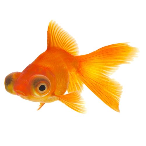 Red Telescope GoldfIsh