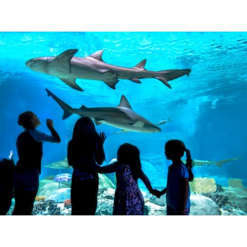 Aquarium Annual Pass ($200)