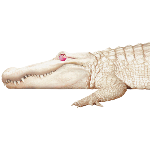 California Academy of Sciences in San Francisco, CA