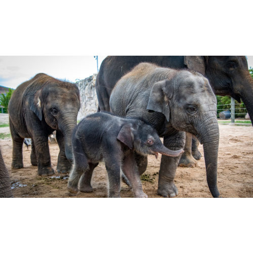 Annual Zoo Membership