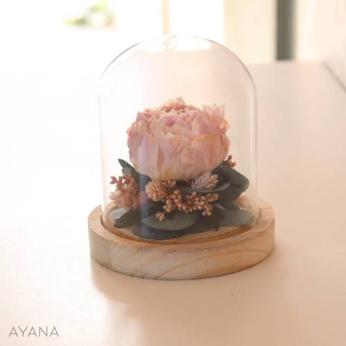 Pale pink eternal peony under glass bell JARDIN D'EDEN, dried flower arrangement original eco-responsible gift home decoration