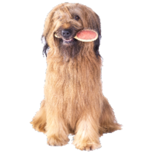 Pet & Dog Grooming Services in St. Paul, MN | Pet Evolution