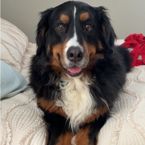 Rover Gift Cards (Walking the dog - Greta)