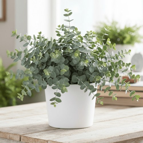Eucalyptus Plant Live in 2.5 Inches Pot, Baby Blue Eucalyptus Tree Live Plant, 2 to 5 Inches Tall for Indoor Outdoor Growing
