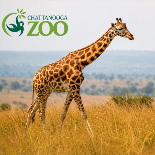 Chattanooga Zoo 1 Year Membership