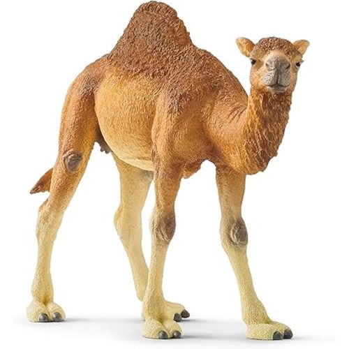 schleich Wild Life - 4" Dromedary Figurine with Realistic Hump - Durable Safari Camel Toy for Tactile Imaginative Play - Desert Animal Figure Educational Toy for Children - Kids Ages 3+ | 14832