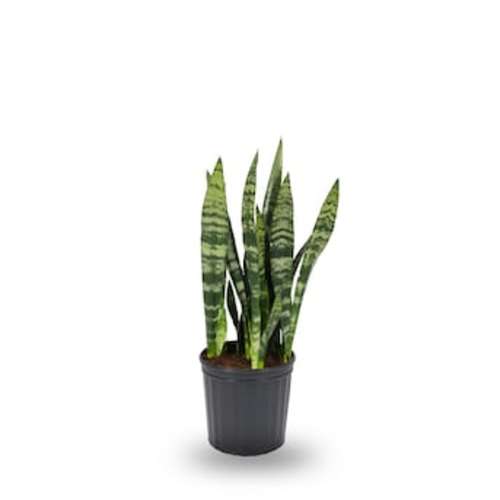 Lowe's White Assorted Sansevieria House plant in 1.72 Gallon(s) Pot 1 -Pack in the House Plants department at Lowes.com
