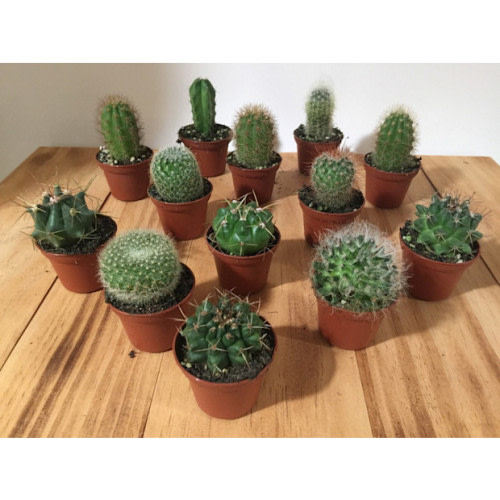 Assorted Cactus Plant - 2"