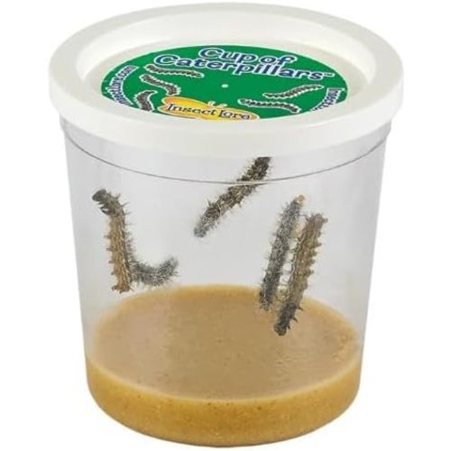 Insect Lore Cup of Caterpillars Basic – 5 Live Painted Lady Caterpillars with Food – Refill Kit for Butterfly Garden Habitat – STEM Science Activity for Kids & Classrooms
