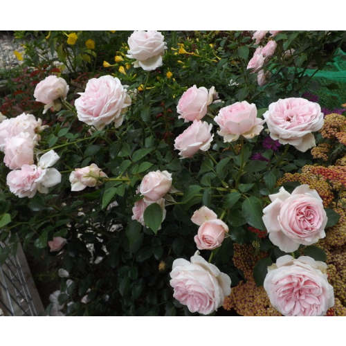 Tallulah Rose Seedlings Flower Seeds Perennial Growing Bonsai Corms Tubers Potted Planting Reblooming Fragrant Garden Roots Rhizomes Species Blooms Plant Bulbs Gardening Tree