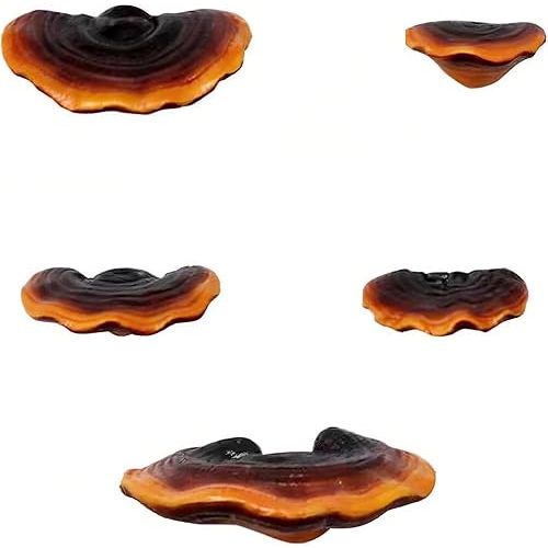 Set of 5 Mushroom Wall Shelves - Small Floating Shelves for Home Decor, Kitchen, Bedroom | Cute Resin Mushroom Shelf, Cottagecore & Reptile Gecko Habitat Accessory