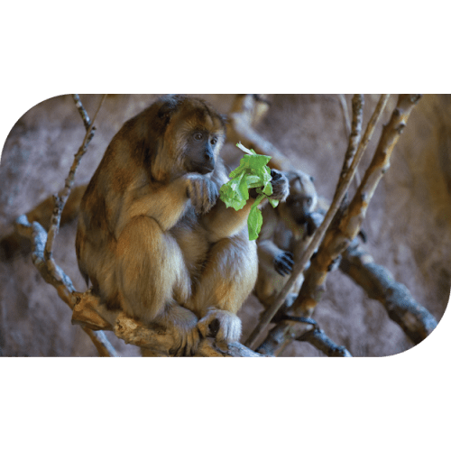 Houston Zoo Web Store :: Shopping Cart