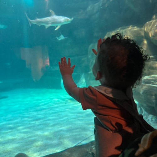 Experiences for Hudson
