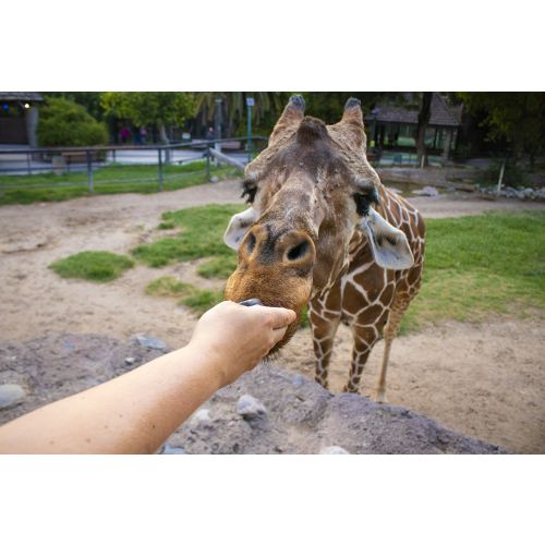 Membership – Reid Park Zoo