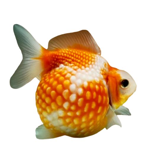 Pearlscale Goldfish