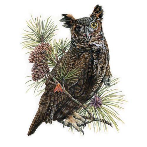 Great Horned Owl in the Pines – vsteiner