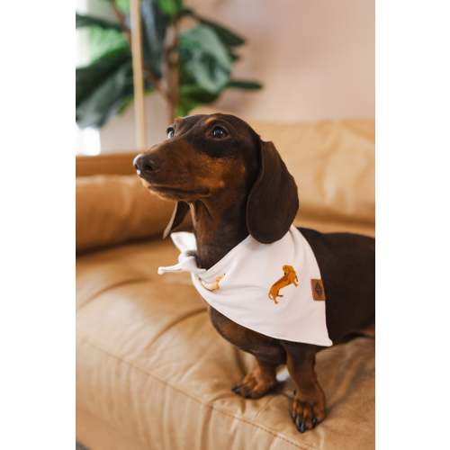 Dog Bandana in Dachshund