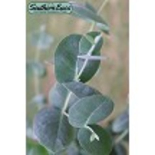 Buy 'Big O' Cold Hardy Eucalyptus