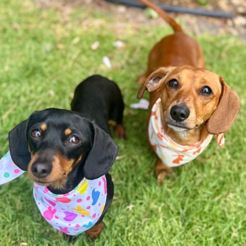 Dog Daycare Cash Fund