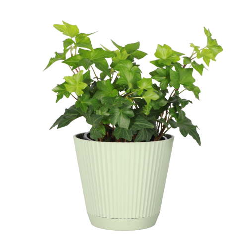 Live English Ivy Plant - Air Purifying - 4" Decorative Pot Cover - Thorsen's Greenhouse