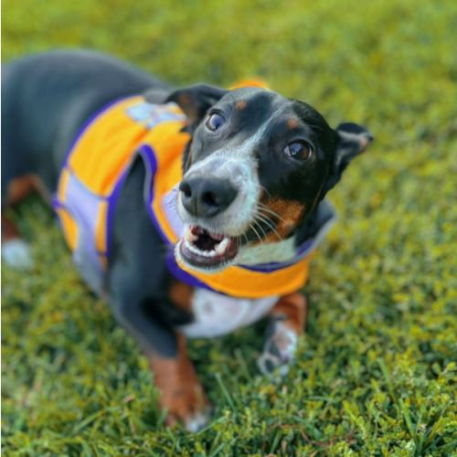 Walking Happï Baby 🐾