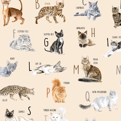 Kitties from A to Z’s Romper – Jammie Session