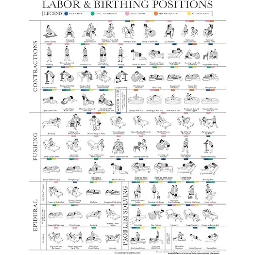 Palace Learning Labor Positions Poster - Birthing Positions Chart - Childbirth Education for Doula, Midwife or Birthworker - 18" x 24" - Laminated