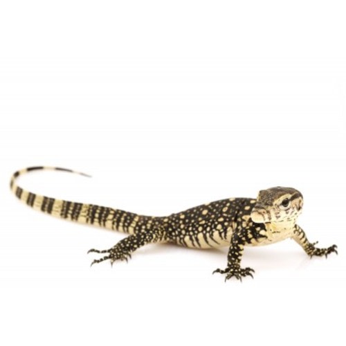 Water Monitor for Sale | Reptiles for Sale