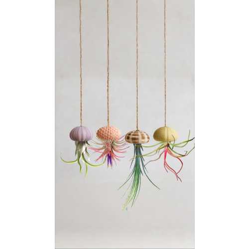 Jellyfish Air Plant in Sea Urchin Shell | Hanging Tillandsia | Coastal Decor | Unique Plant Gift | Air Plant Holder