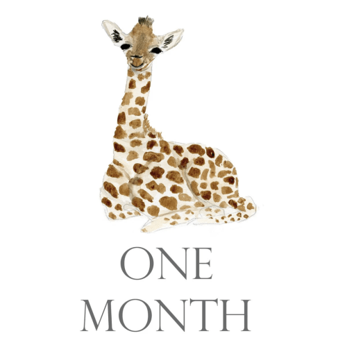 Baby Month Cards | Over The Moon