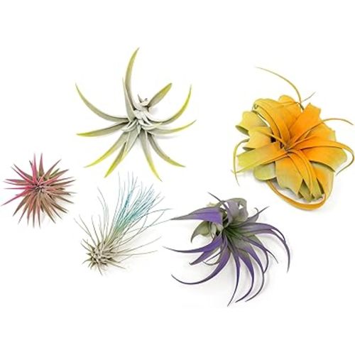 5 Assorted Colorful Air Plants Variety Pack - Vibrant Color Enhanced Tillandsias - Live Tillandsia Succulent House Plants - Wholesale and Bulk - Home and Garden Decor - Easy Care Indoor/Outdoor Plant