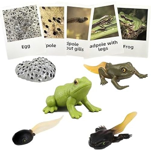 Mbrain5pcs Frog Growth Cycle with Flash Cards,Life Cycle Learning & Education Toys,Montessori Toys,Gift for Girl & Boy for 3 4 5 6 7 Year Old (Frog)
