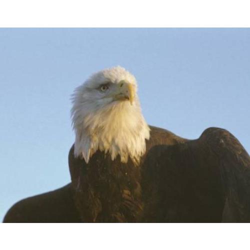 Lifetime Fishing Permit (residents only) | Missouri Department of Conservation
