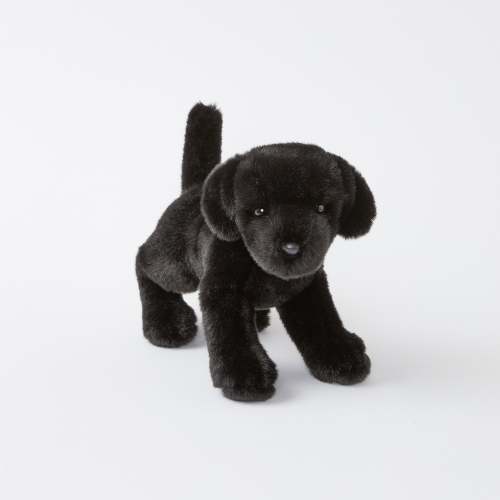 Brewster the Black Lab