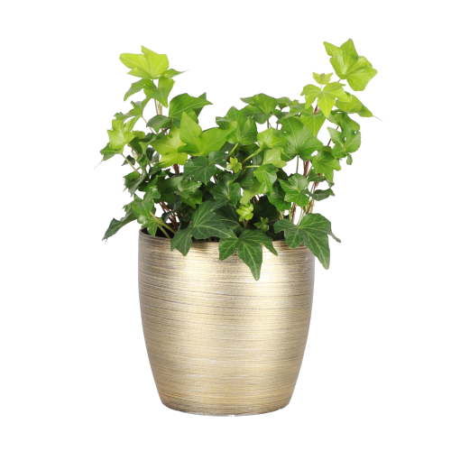 Live English Ivy Plant - Air Purifying - 4" Decorative Pot Cover - Gold - Thorsen's Greenhouse