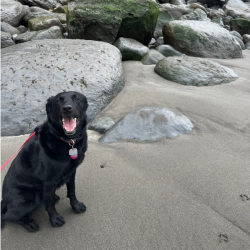 Dog Walking/ Ball Throwing