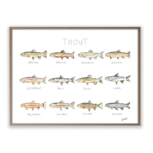 Trout Life Story Art Print Watercolor